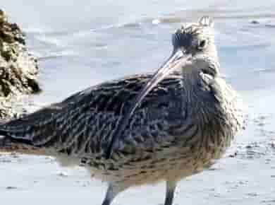 鳥類図鑑・ダイシャクシギ